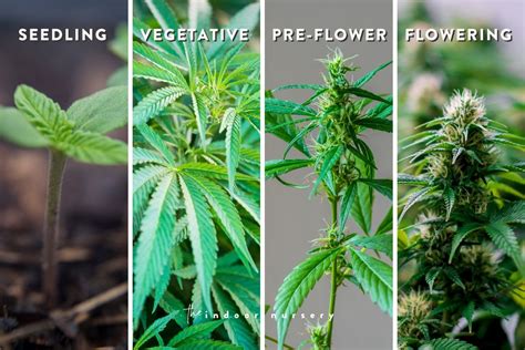 indica flower pregnant|Indica Flower: A Comprehensive Guide To Its Effects, Traits ...